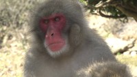 お猿の国で新しいボスザル誕生 No.3が13代目「トラ」を襲名 体が大きく優しい性格 香川・土庄町