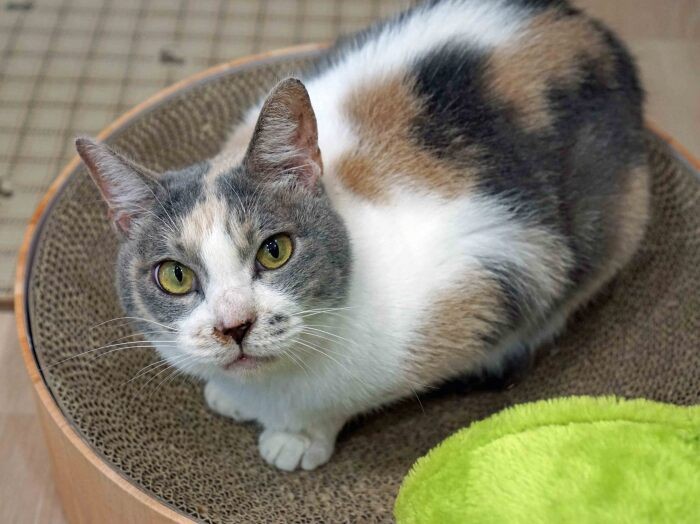 美猫ふうちゃん。元は飼い猫だったが事情で保護され、今はこの施設で穏やかな日々を送っている