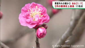 宮城県で季節外れの暖かさ続く 11地点で2月の最高気温更新 早咲きの梅も開花進む