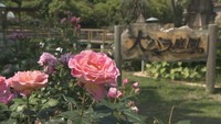 10万本のバラで幸せな気分に♪ 春の大バラまつり 香川・丸亀市