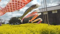 菜の花畑で泳ぐこいのぼり 香川・小豆島