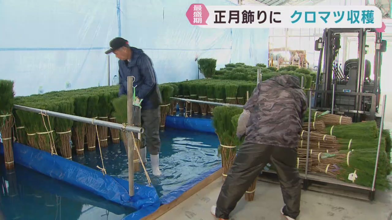 正月飾り用のクロマツ 収穫が最盛期 宮城・気仙沼市と南三陸町