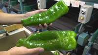 津山市の特産「ジャンボピーマン」の出荷が始まる 肉厚で苦みが少ないのが特徴 岡山