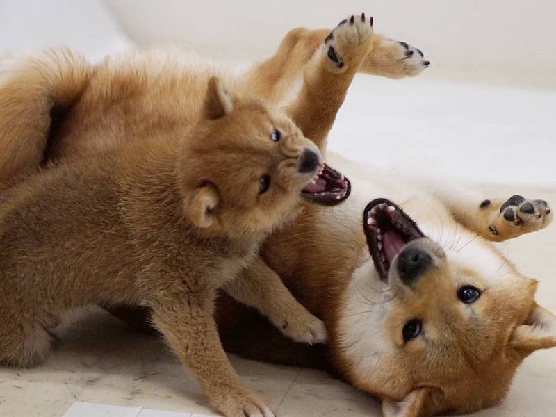 子犬と遊んであげるすずらんちゃん(UG提供)