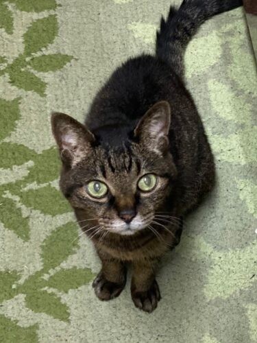 アニドネ鈴木智子さんの愛猫(今はお空組)の「ぐら」ちゃん。今でも毎朝、好物だった鰹節とお水をもらっている。ぐらちゃんと暮らしたからこそボランティアに踏み出すことができ、人生が豊かになった