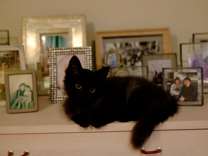 これからダイナの楽しいアルバムが、どんどん増えていきそうですね(亜実さん提供)