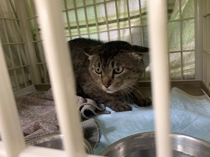 ケージで過ごす猫