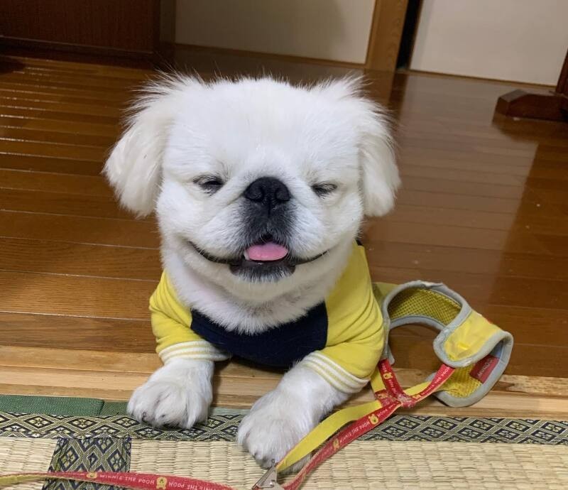 ぷっち