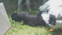 クマ出没多発を受け…防災無線やSNSで注意喚起 花火で追い払い活動も 岡山・津山市