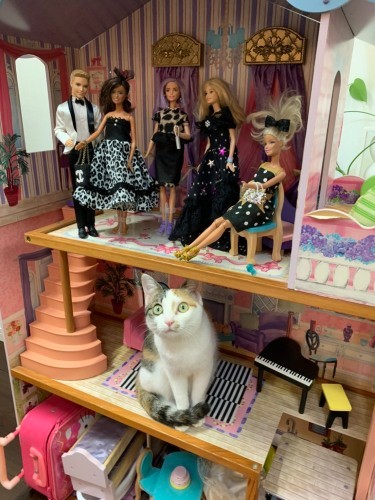 ドールハウスに入るチム「違和感にゃいでしょ」(優香さん提供)