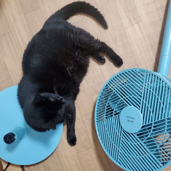 「扇風機と離れたくニャイ!」というので、秋も台だけは残すことに