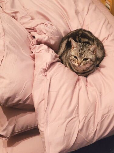 ついに退院!前日、母のふとんで寝たルビィ