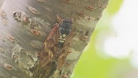 「朝よく鳴く?」「何種類いるの?」セミに関する疑問に専門家が回答
