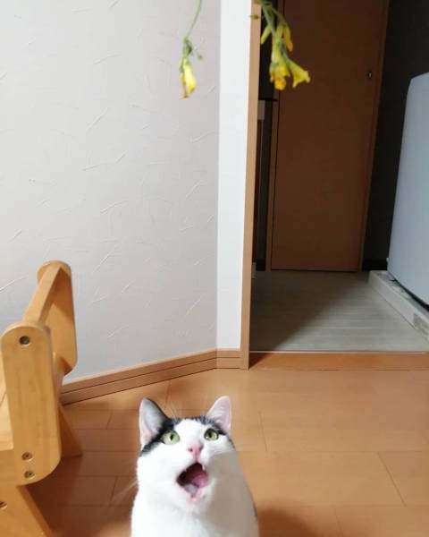 お花に興味津々