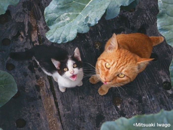 津軽の田んぼにいた(今は近所の家に住む)ぺー(右)と、娘のパンダ 「自由ネコ」より(C)Mitsuaki Iwago
