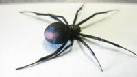 善通寺市の男性 セアカゴケグモにかまれる 香川