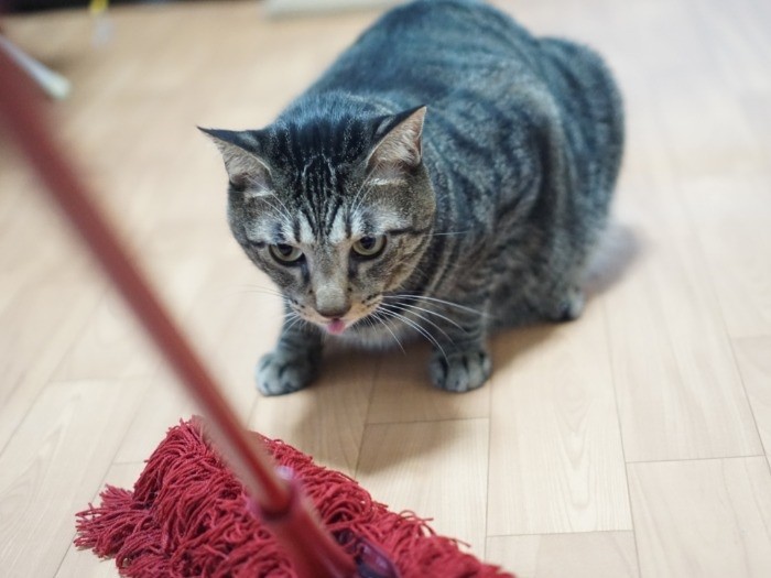 モップで床に落ちた毛やフケを拭き拭き「なんだやる気か?」