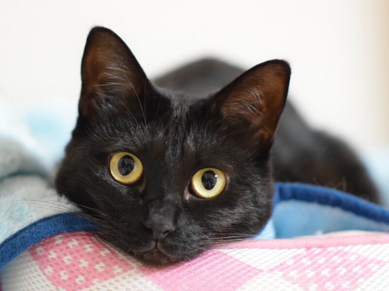 保護猫カフェにいた時とは別猫のように、特徴的な声でよくおしゃべりする(れいさん提供)