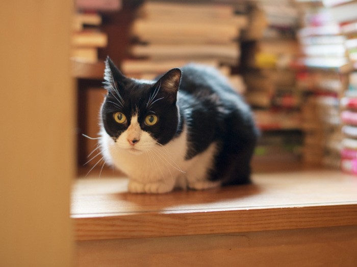 「古本屋ごっこ。立ち読みはやめてね」(小林写函撮影)