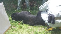津山市でツキノワグマを捕獲 集落まで1kmほど離れた山中のイノシシ・シカ用のわなに