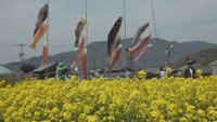 菜の花の上を泳ぐこいのぼり 「二十四の瞳映画村」でこの時季だけの景色を 香川・小豆島