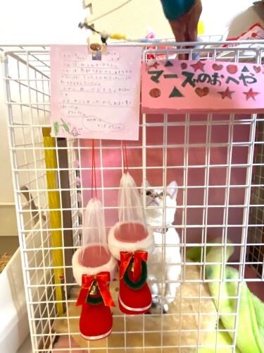 「クリスマスってなんだろう」「サンタってなんだろう」。お姉ちゃんがサンタさんにお手紙書いたら、マーズにもプレゼントが届きました。マーズのおへやは家族の手作り(Aさん提供))
