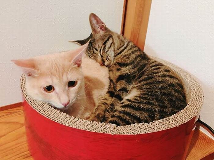 寄り添うルーチェとロイ王子