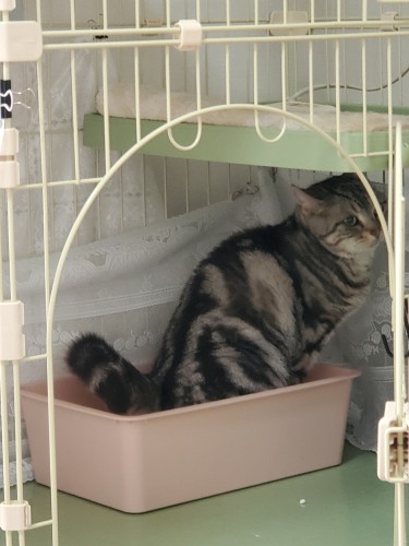 おしっこもばっちり