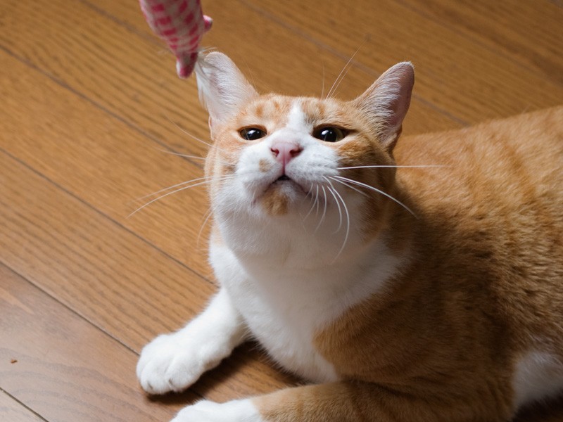 「どこかでアジフライ揚げてるにおいだ」(小林写函撮影)