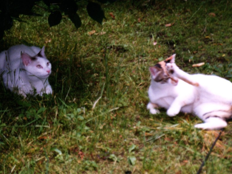 仲良しの「おいで」と鳥の観察