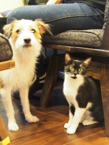 堀口さん宅の保護犬モモちゃんと、保護猫モガちゃん。ワケアリ同士で仲良し