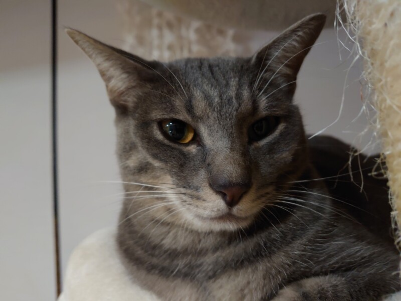 1匹だけ色がグレーのあさひ(たい平さん提供)