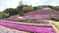 山の斜面に広がる10万株のピンクと白…「芝桜富士」が見頃 香川・東かがわ市