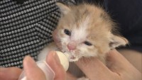 岡山市で子猫の世話をするボランティアの養成講座 参加者が授乳などの方法を学ぶ