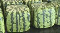 見て楽しむ「四角スイカ」出荷開始 今年からよりツヤツヤに 香川・善通寺市