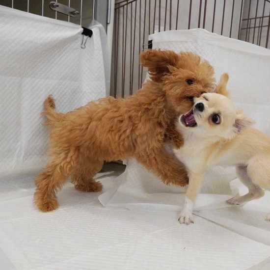 はっけよーい……残った!(UG提供)