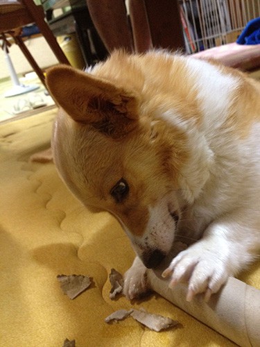 編集の打木さんの実家の「前(さき)」ちゃん。紙製の筒をコギおててで“一生懸命”抑えながら歯でちぎるのが好き~(打木さん提供)