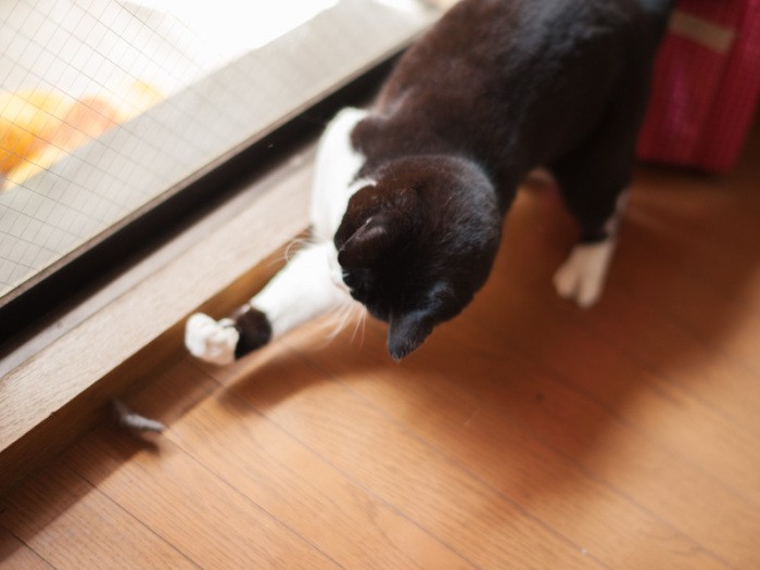 「床掃除してくれてありがとう。スポンジの滑りがいいよ」(小林写函撮影)