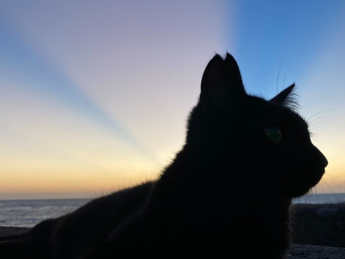 島で保護した猫のほか、沖縄で保護された猫も(ネコヤギさん提供)