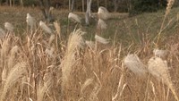 生き物大好き記者が追う! 今回のテーマは「ススキとオギの見分け方」 岡山