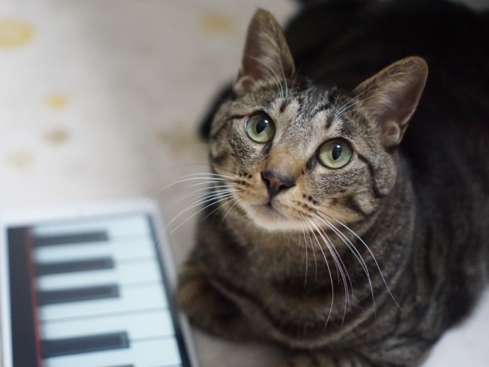 俺、音楽に目覚めたかも