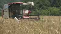 津山市などで小麦の収穫が最盛期 豊かな香りが特徴の「せときらら」 給食にも使用 岡山