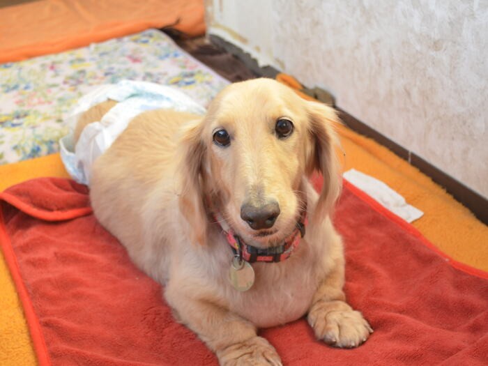 事務所のそばで過ごしていた犬。与えられたスペースで自由に過ごせる