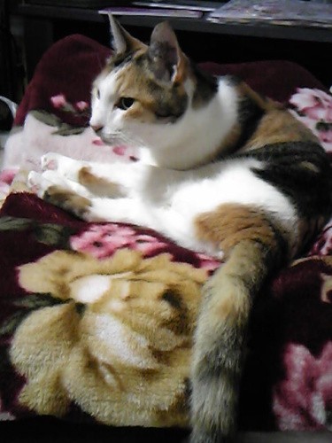 「あら美人さん」と思いながら撮った写真(祐子さん提供)