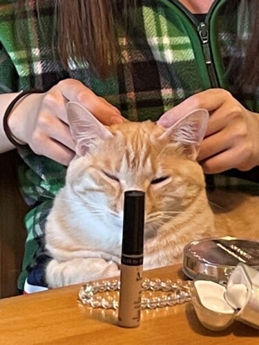 次女の化粧の邪魔をするきなこ