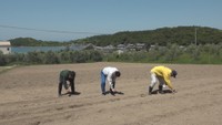 休耕地でゴマを生産し地域のブランド品に 小豆島で取り組み開始 香川