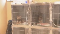 香川県の犬の殺処分数 9年ぶりにワースト脱却 前年度から277匹減 譲渡など進む
