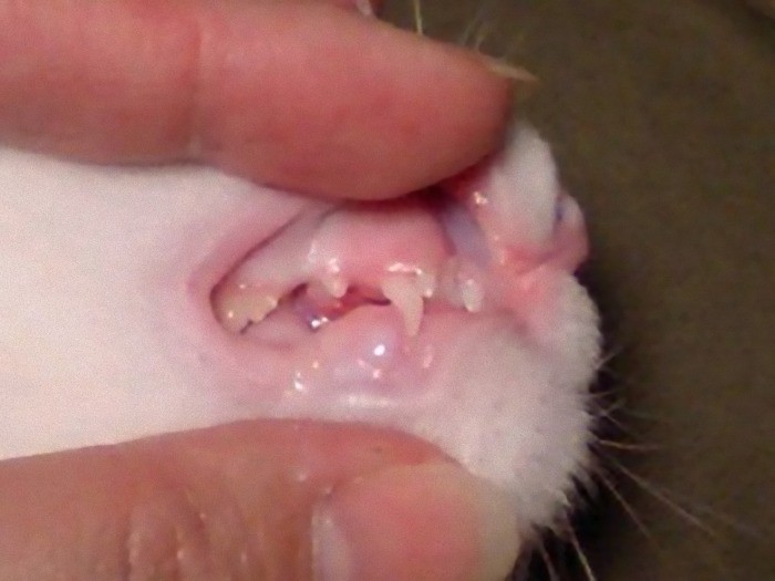 梵天丸の歯が変!と騒いだ時の写真。犬歯の前に小さく生えてきているのが永久歯