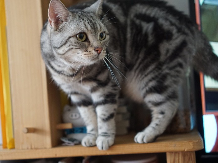 移動して棚の上でキョロキョロ