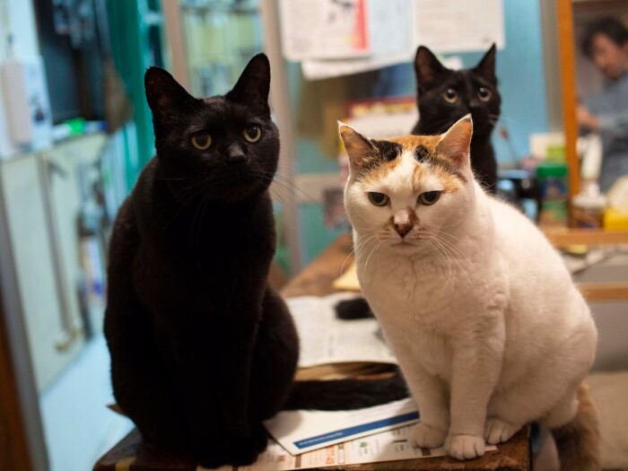 幸せそうな室内猫から。右の黒猫「ポー」(オス)は昨年、15歳と10カ月で他界。真ん中はちょび、奥は3匹目としてやってきた黒猫の「ゴヤ」(オス)